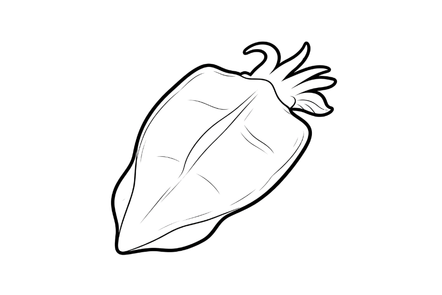 Dried Squid coloring page outline