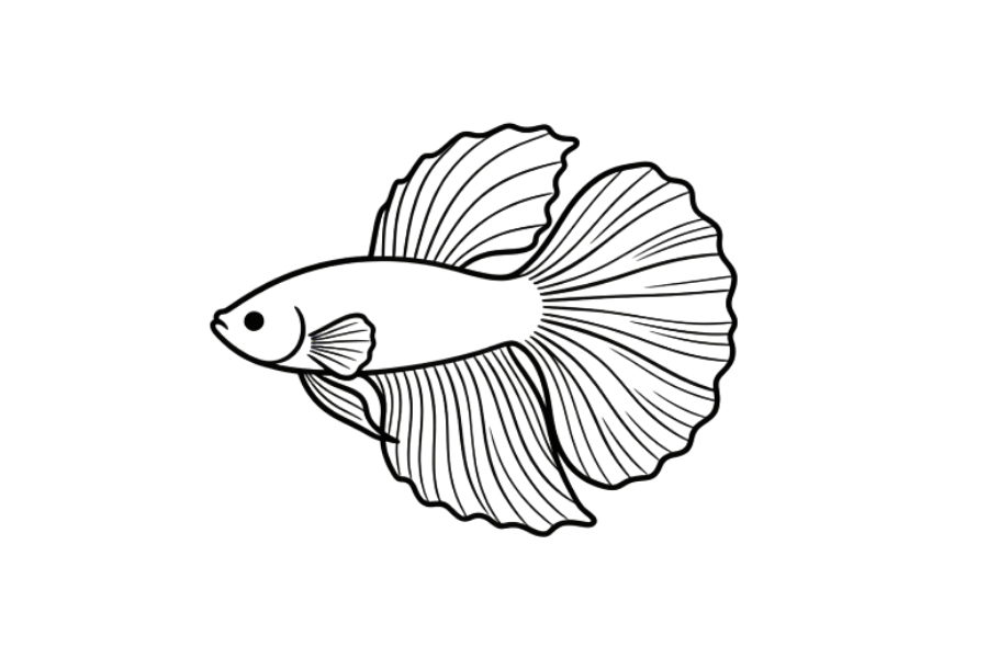 Betta Fish tracing base (lower opacity)