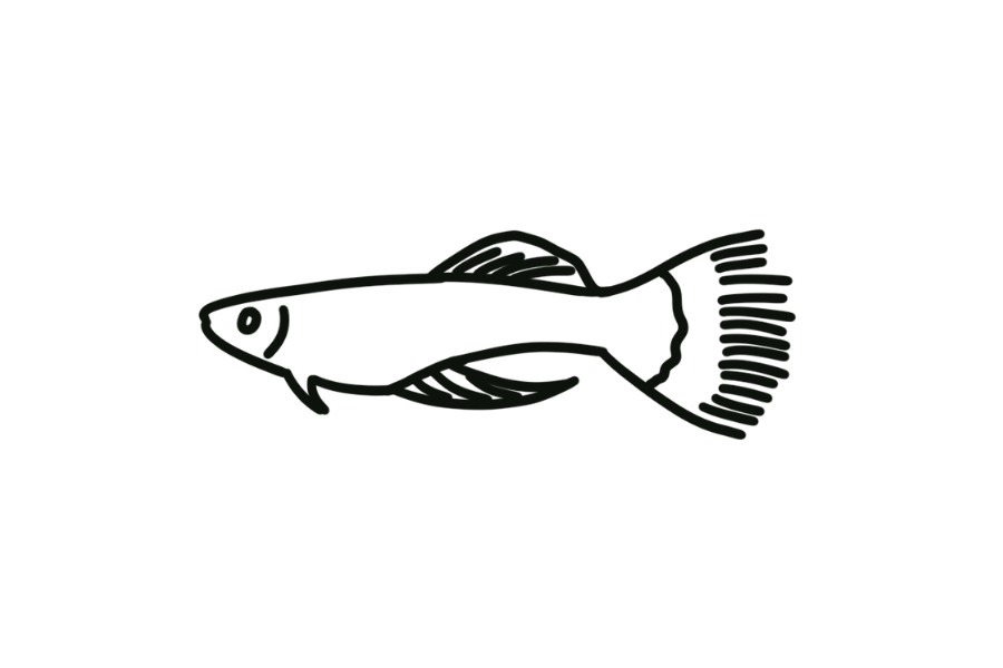 🐟 Easy Cute Guppy Drawing Template