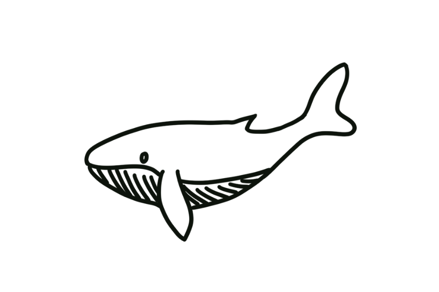 Whale Shark tracing base (lower opacity)