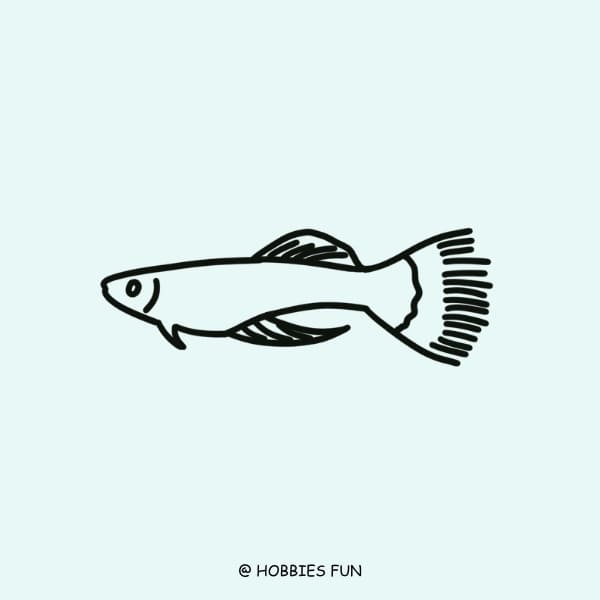 Easy Guppy Fish Drawing